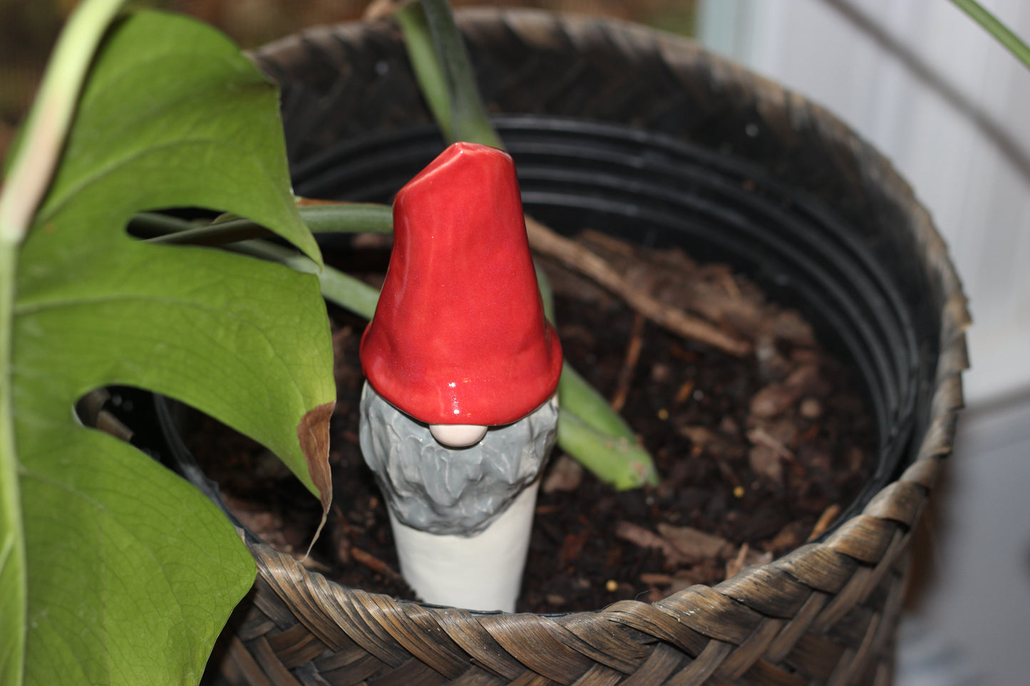 Red Watering Spike